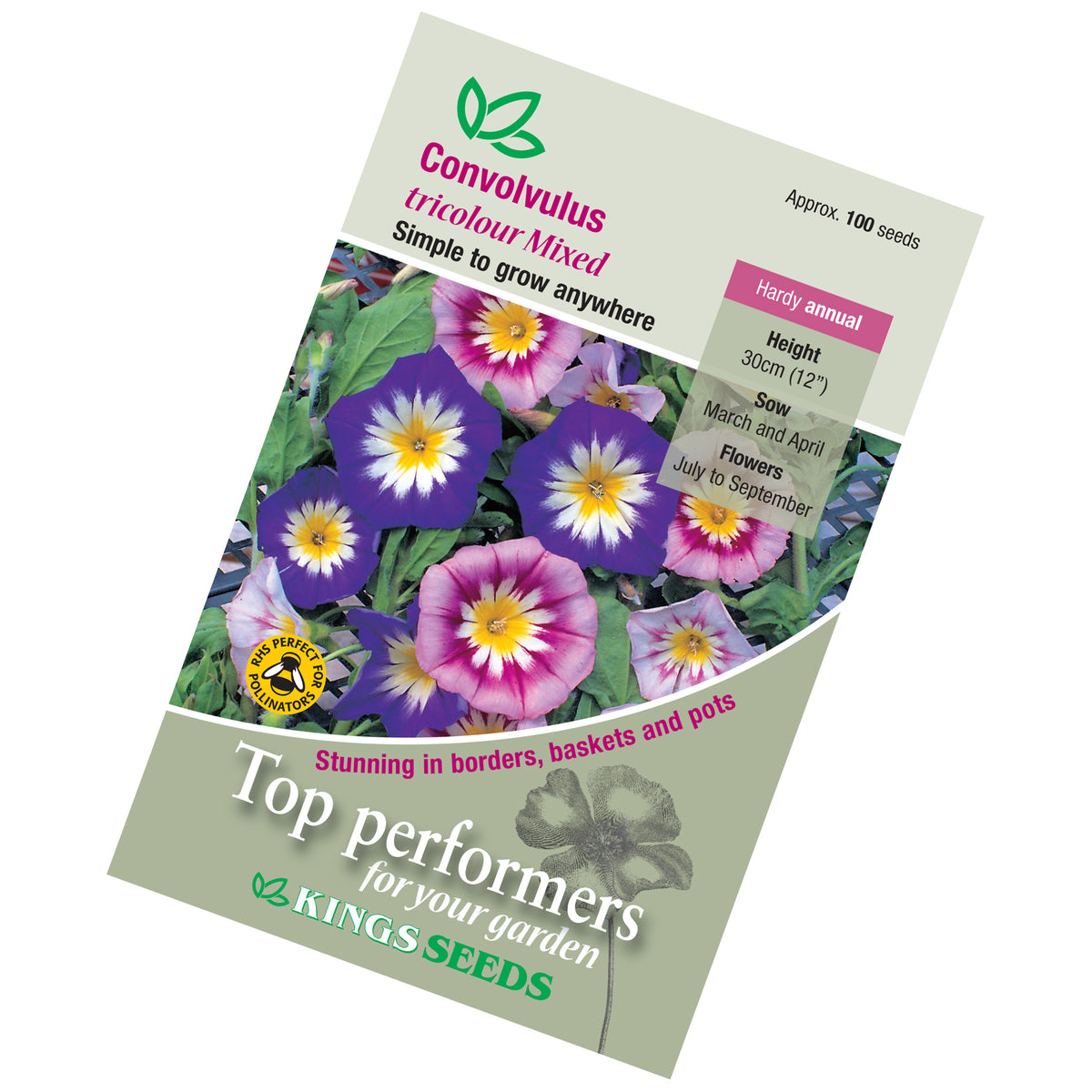 planting convolvulus seeds Convolvulus tricolour mixed Seeds — Plant Pots Direct