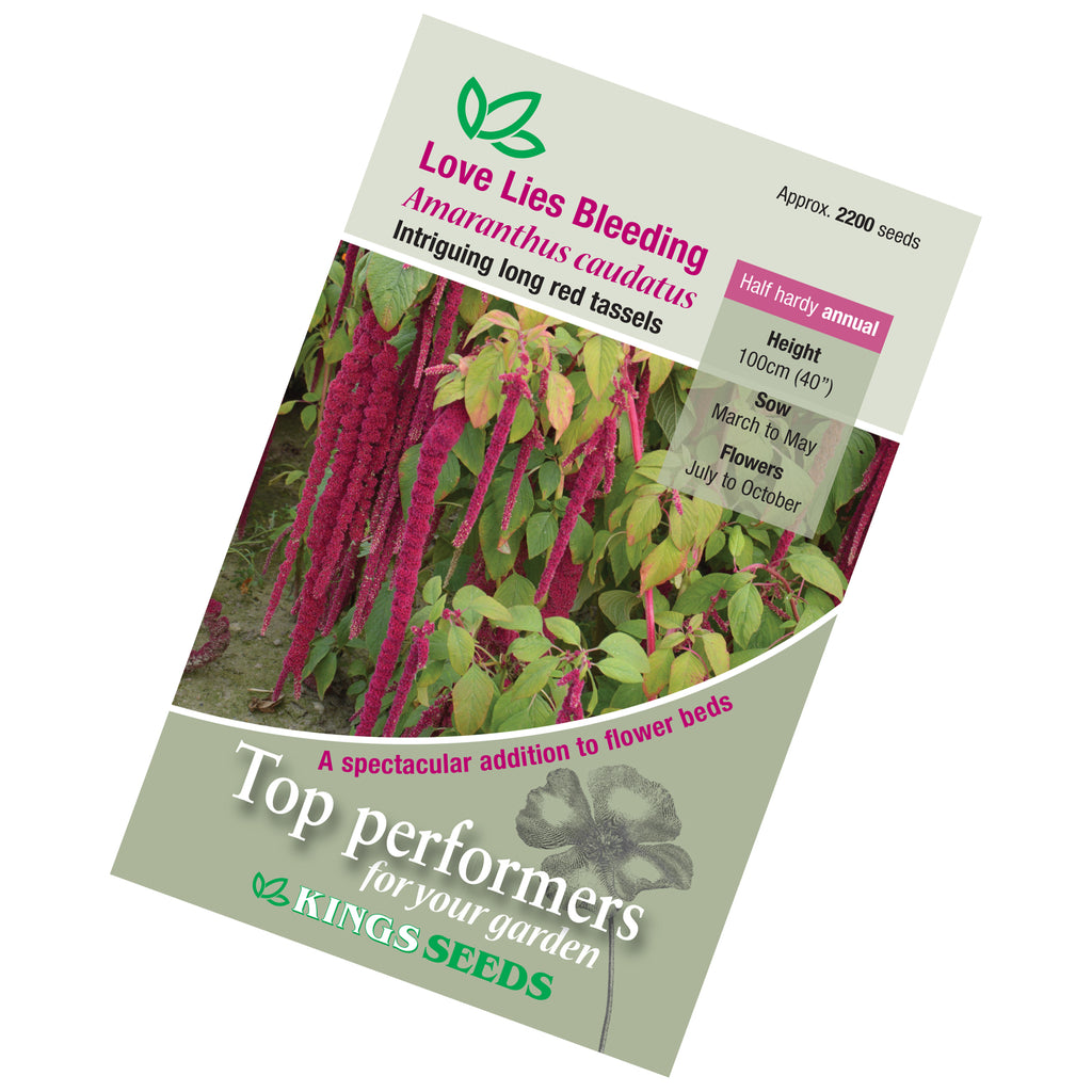 Amaranthus Love Lies Kings Seeds — Plant Pots Direct