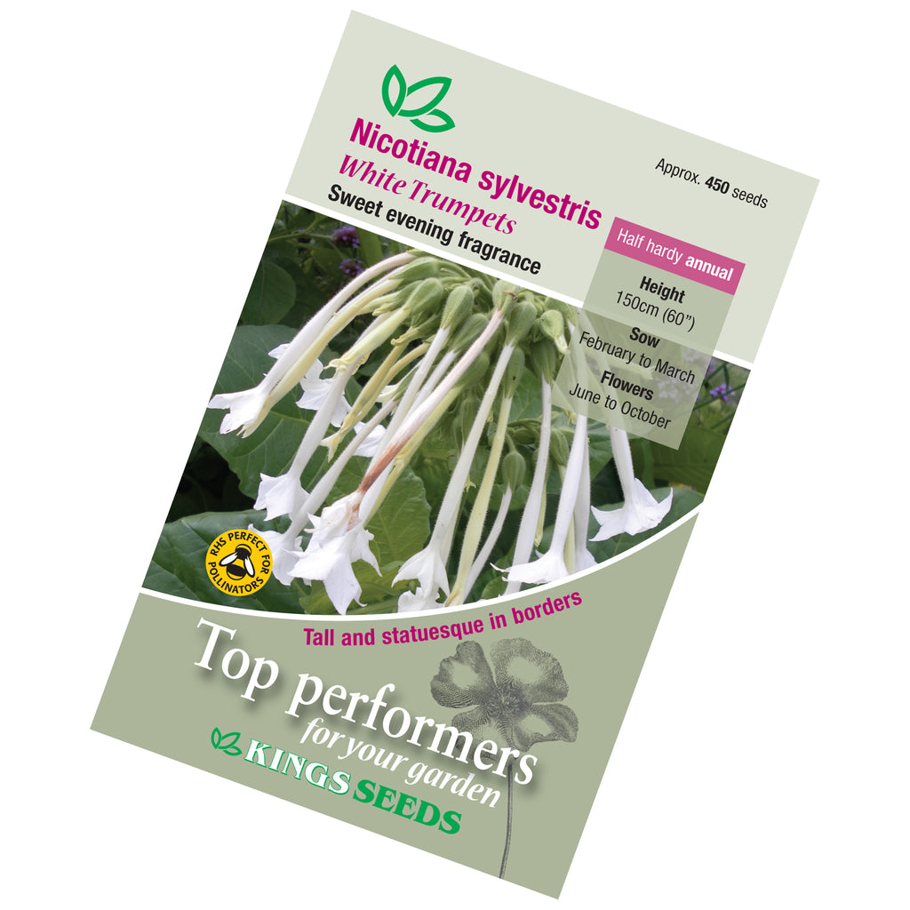Nicotiana White Trumpets Seeds — Plant Pots Direct