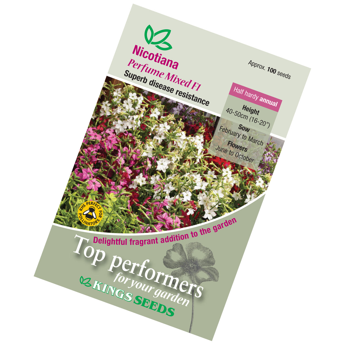 Nicotiana Perfume Mixed F1 Seeds — Plant Pots Direct