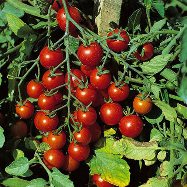 Tomato - Sweet Million (6 Plants)