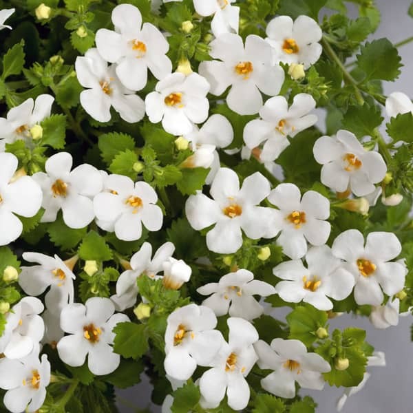 Bacopa - Snowflake (6 Plants)