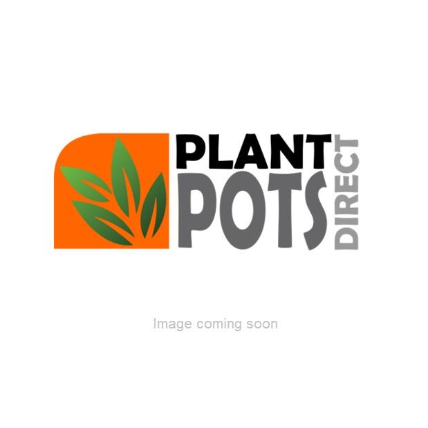 Stock Virginian Mixed Seeds