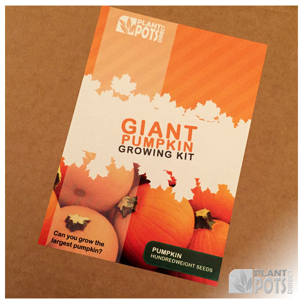 Giant pumpkin growing kit
