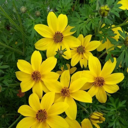 Bidens - Bee Giant Yellow (6 Plug Plants)