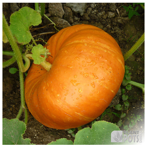 Giant pumpkin growing kit