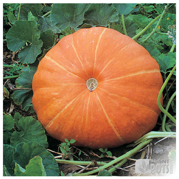 Giant pumpkin growing kit