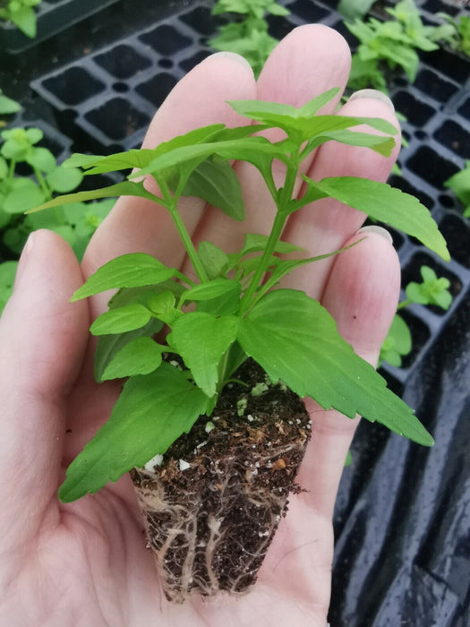 Nemesia - Rhubarb & Custard (6 plug plants)