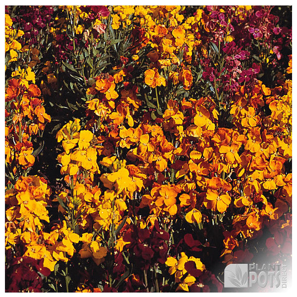 Wallflower Persian Carpet Mixed seeds